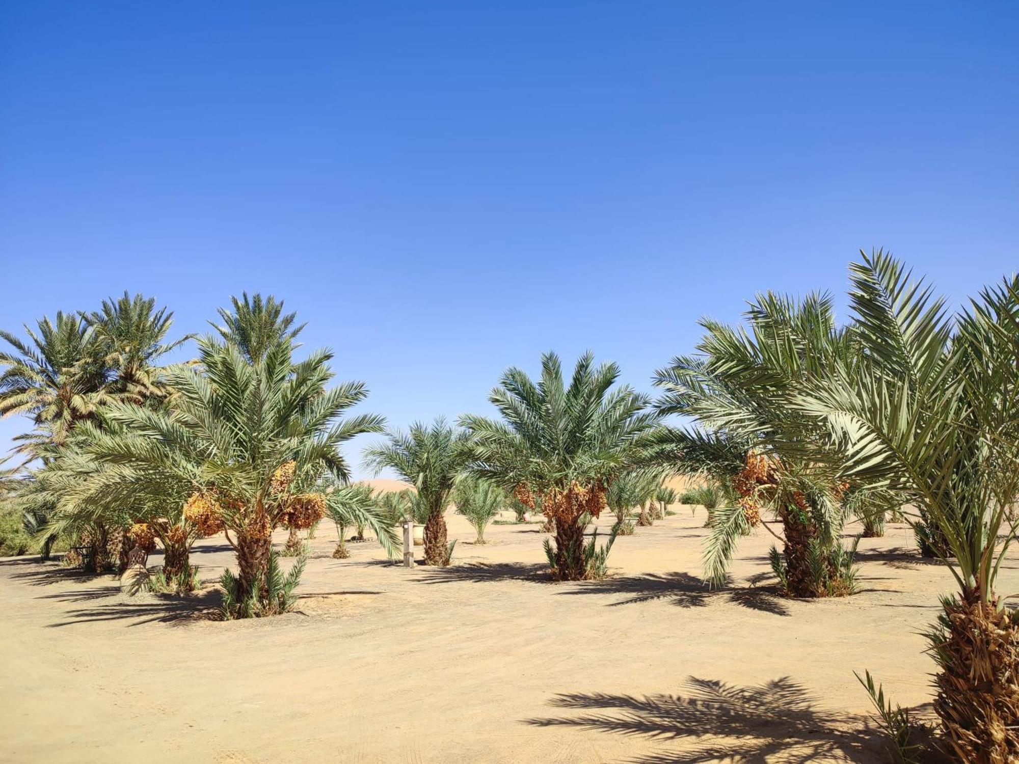 Berber Palace Merzouga Buitenkant foto